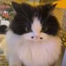 toffuffee